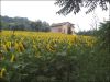 anteprima foto 9 Rustico / Casale Vendita Montedinove