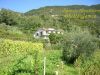 anteprima foto 6 Rustico / Casale Vendita Ne