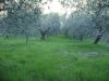 anteprima foto 8 Rustico / Casale Vendita Picciano