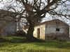 Rustico / Casale Vendita Picciano 
