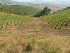 anteprima foto 7 Rustico / Casale Vendita Pollutri
