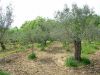 anteprima foto 5 Rustico / Casale Vendita Prata Sannita