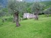 anteprima foto 6 Rustico / Casale Vendita Prata Sannita