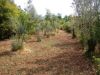 anteprima foto 5 Rustico / Casale Vendita Sant'Elia Fiumerapido