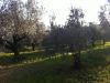 anteprima foto 9 Rustico / Casale Vendita Tiriolo
