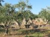 anteprima foto 10 Rustico / Casale Vendita Tricase