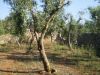 anteprima foto 6 Rustico / Casale Vendita Tricase