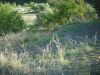 anteprima foto 5 Terreno Vendita Ali' Terme