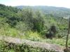 anteprima foto 3 Terreno Vendita Laureana Cilento