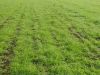 anteprima foto 6 Terreno Vendita Motta Di Livenza