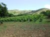 anteprima foto 1 Terreno Vendita Perdifumo