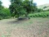 anteprima foto 3 Terreno Vendita Perdifumo