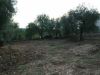 anteprima foto 2 Terreno Vendita Sortino