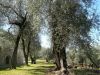 anteprima foto 8 Villa Vendita Brenzone