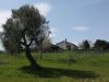 anteprima foto 10 Villa Vendita Notaresco